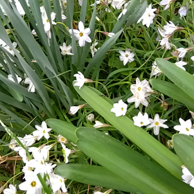 ハナニラが咲きました。の画像