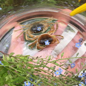 ガーデニングの画像