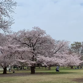 ３月３１日8わんこと1時間30分遠足　　砧公園の画像
