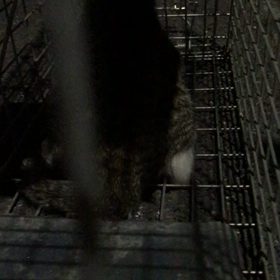 二匹目捕獲！の画像