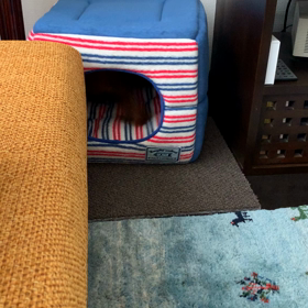 アナグマ猟ごっこの画像