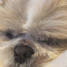 ぶぅちゃんのイビキの画像