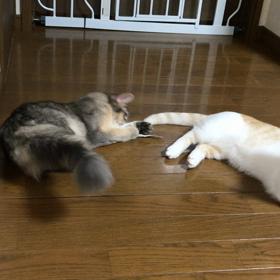 ココアは雑食！の画像