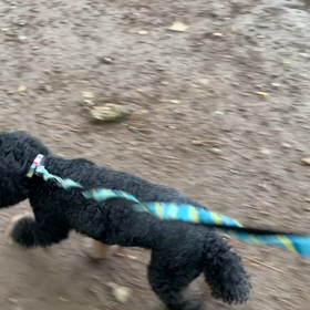 5月1日14わんこと1時間遠足  代々木公園の画像