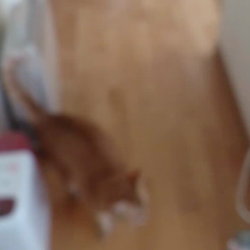 ごはんちょうだい♪by  もこの画像