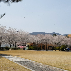 桜吹雪^^の画像