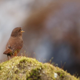 2023年もミソサザイが囀る季節がやってきました | 野鳥撮影って
