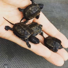 本日のクサガメの赤ちゃん（＾ω＾）の画像