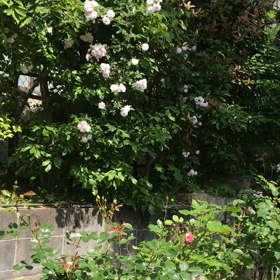 今日も薔薇でコロナに対抗の画像