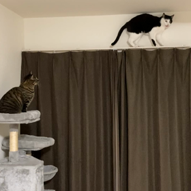 自分の体重をわかっていないの画像