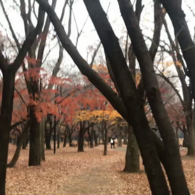 ♪お散歩動画♪代々木公園♪の画像