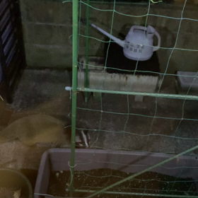 今度は　ハクビシンの画像