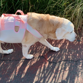 よもぎ、お散歩したよ‼️の画像