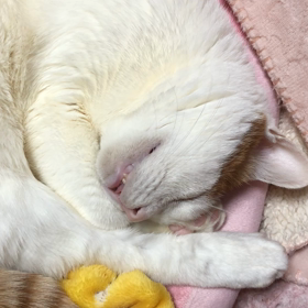 ぷすーぷすーの画像