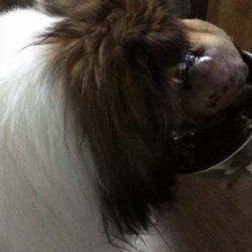 食欲はありの画像