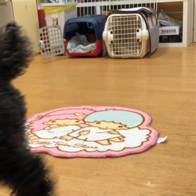 プリン編。の画像