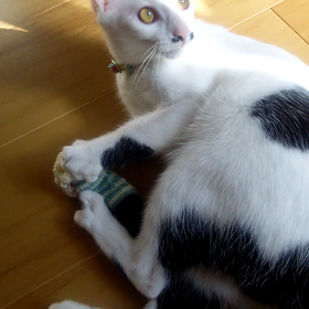 此の強風を利用しない手はない‼(*^^*)の画像