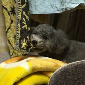 はむはむ、、、の画像