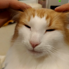 動画の画像