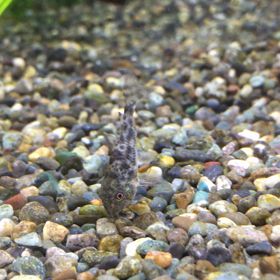 好きなんですの画像