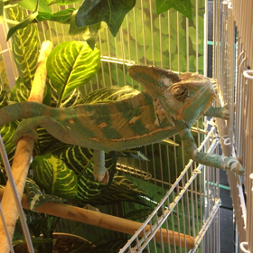 ちいさくてつよいの画像