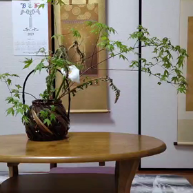 テーマ　初夏をいけるの画像