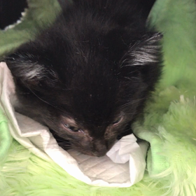 柊菜ちゃん、虹の橋の向こうへの画像