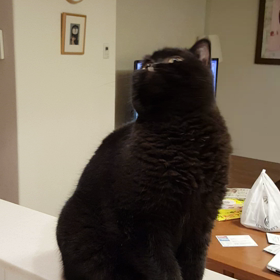 動画大スクープ！！五郎丸は今、の画像