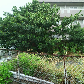 台風の症状の画像