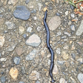 ウゲッ　歩いてるの画像