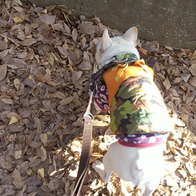 お約束の斜面登りの画像