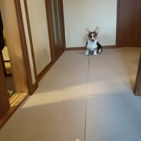 拾い食いをさせないトレーニングの画像