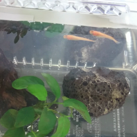 メダカちゃんお引越しの画像