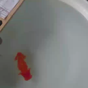 にしおおぜきの画像