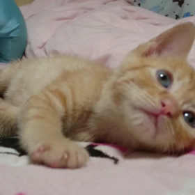 むぎっちゅ☆生後１ヶ月動画の画像