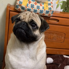 ももさんの画像