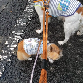 梅雨間の初鳴きの蝉に知る 濃厚な夏の匂い☀️の画像