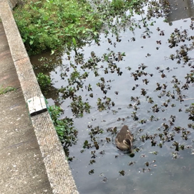 金山調整池付近の楽しみの画像