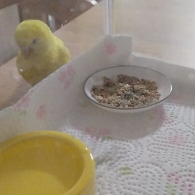 これはゴハンではないですか…？の画像