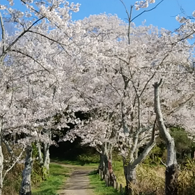 多分今年最後の桜の画像