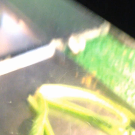 亀の温浴・・・の画像