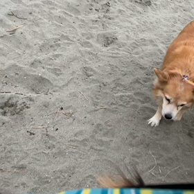 12月26日14わんこと2時間遠足　　お台場の画像