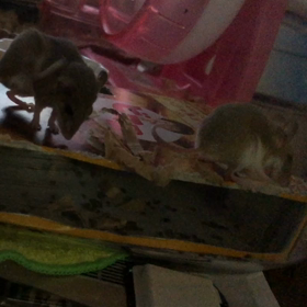 いけちゃんの画像