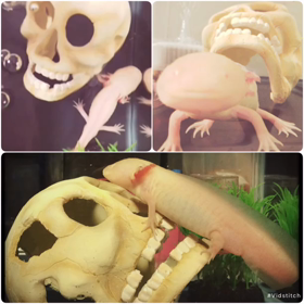 アレが届いた〜♪ SHIZ♪の画像