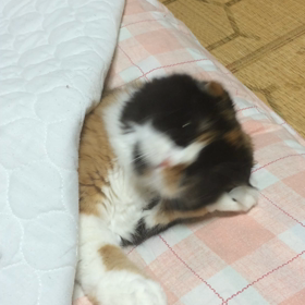 チョコちゃん(=^ェ^=)の画像