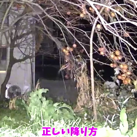 すぎぴたんの事件簿シーズン3　85話（柿の木の降り方）の画像