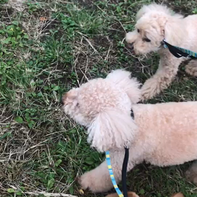 ♪お散歩動画♪代々木公園♪①の画像
