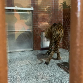 クンデさまの画像