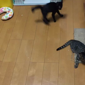 里親様募集中の子猫達の画像