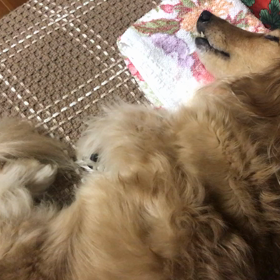 281 流れ星にお願いしたらの画像